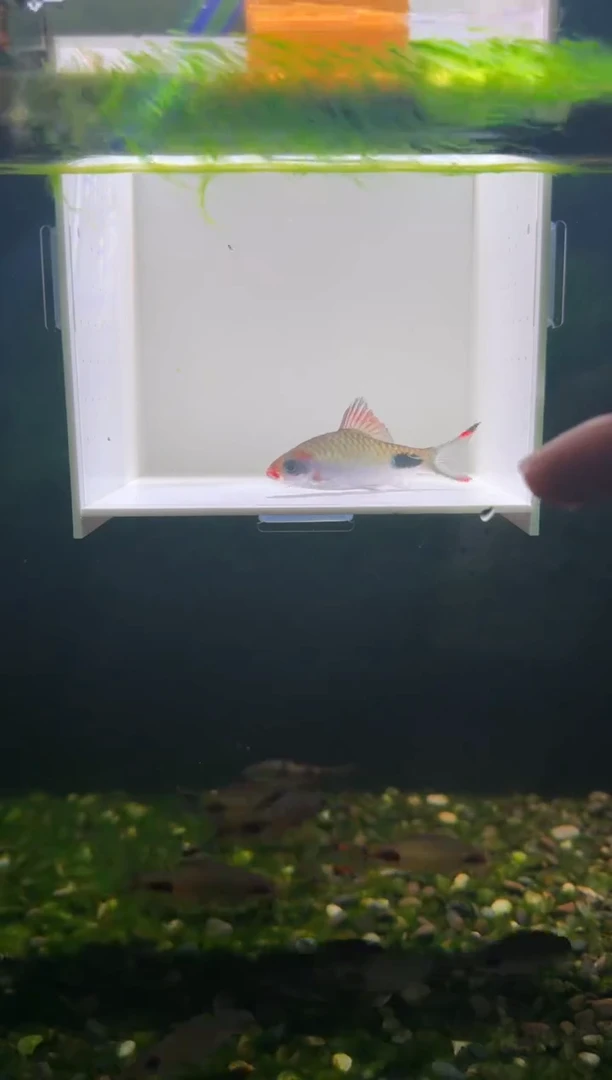 工具鱼红线11111