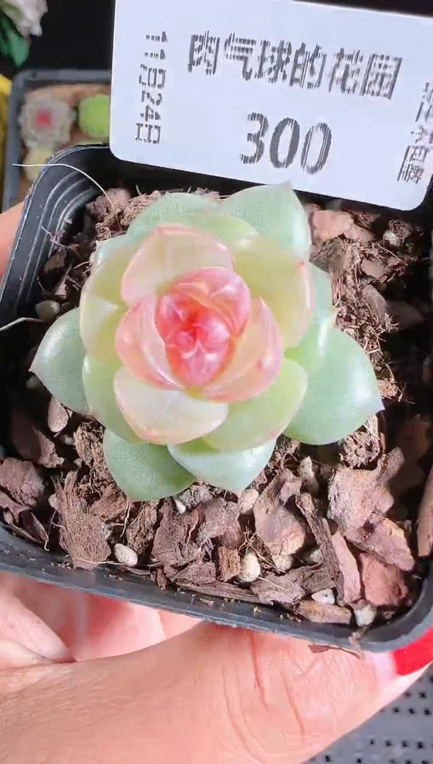 1124-300bl-4群生不包整