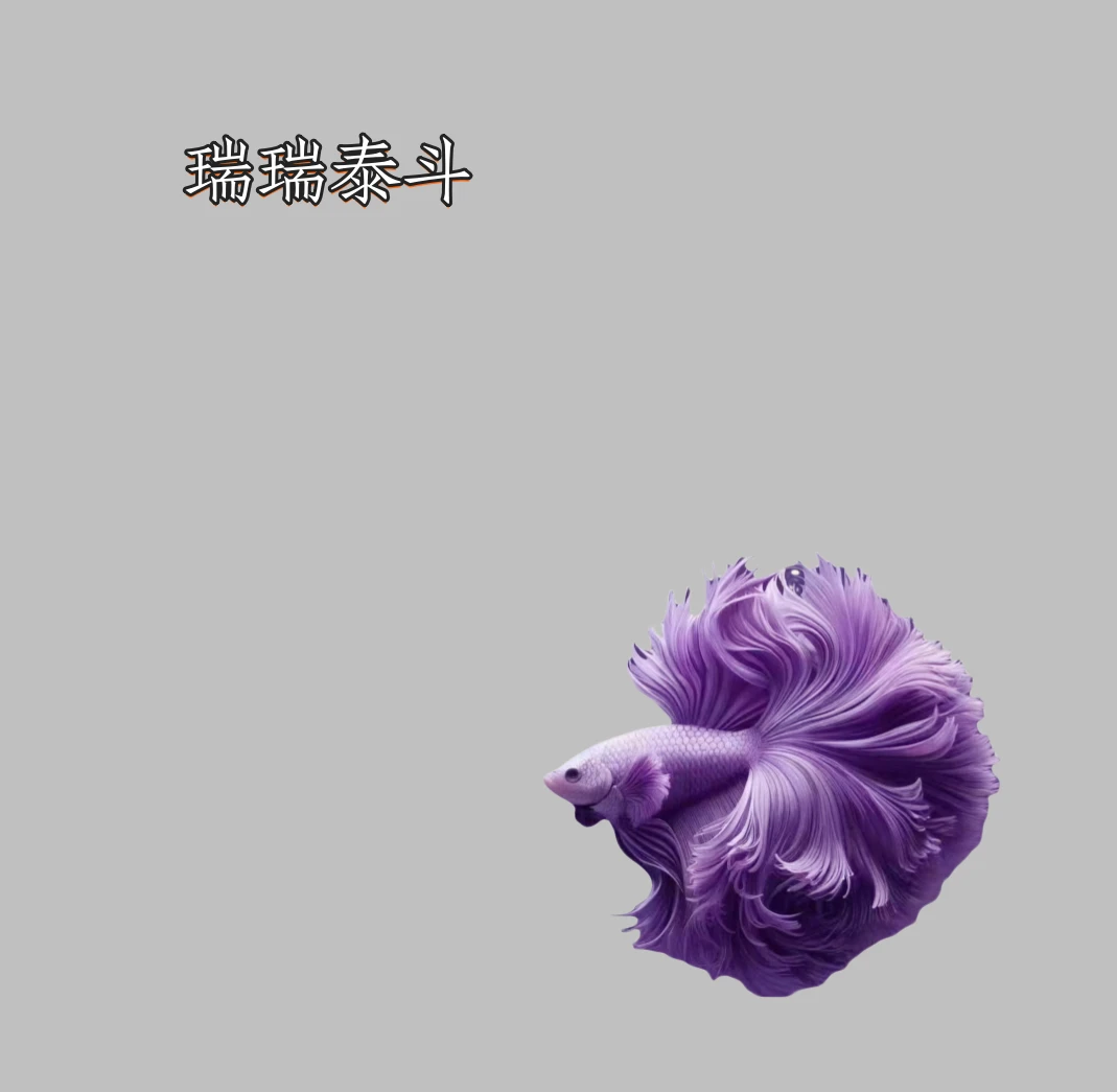 A3（49-72）泰国斗鱼精品鱼小型热带观赏鱼【直播间选鱼】