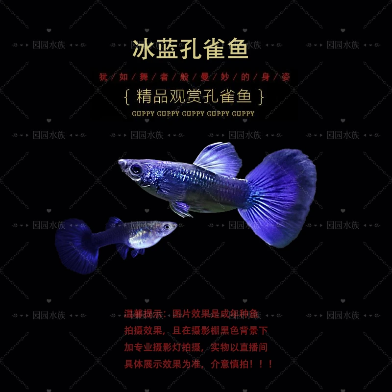 纯种莫斯科冰蓝(黑背景显蓝)精品孔雀鱼热带观赏鱼小型淡水鱼