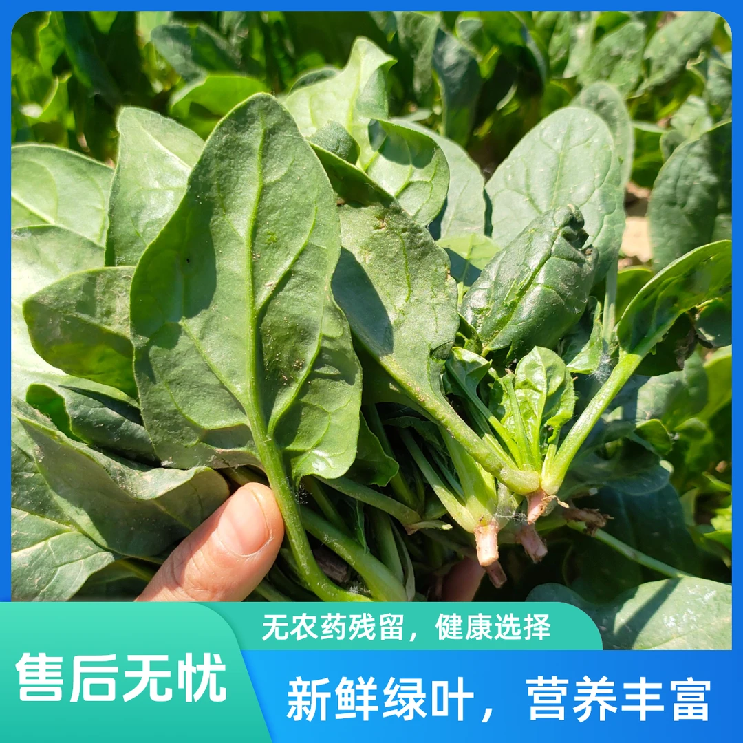 【十亩农家】小菠菜苗 露地自种菠菜苗莼菜 2斤/3斤装 现拔带根发货不水洗不泡药绿色蔬菜