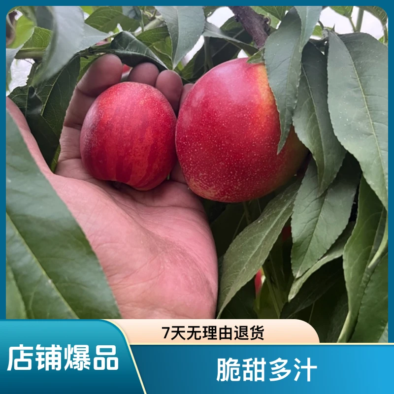 砀山黄肉大油桃脆甜多汁现采现发新鲜精品桃子