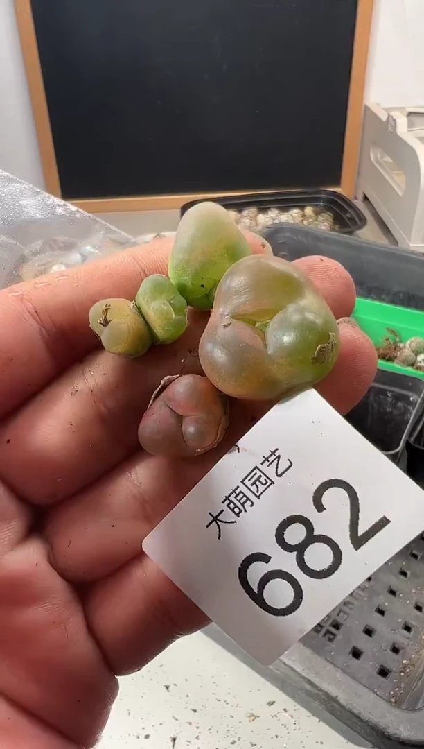 一物一拍         682