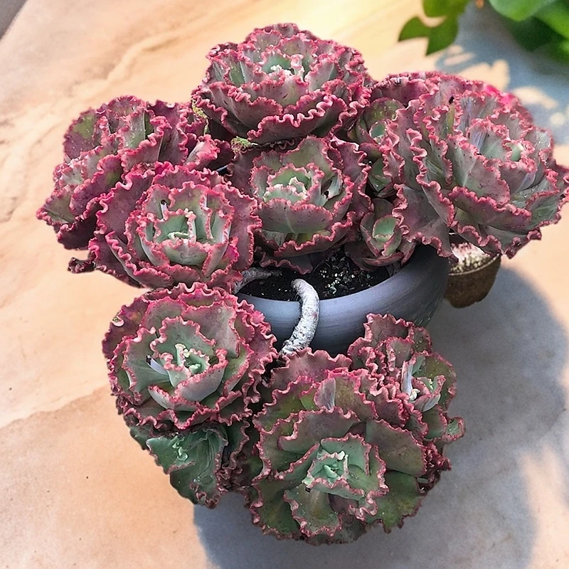 【舞会红裙】带盆土优质多肉植物新手绿植盆栽好养室内室外