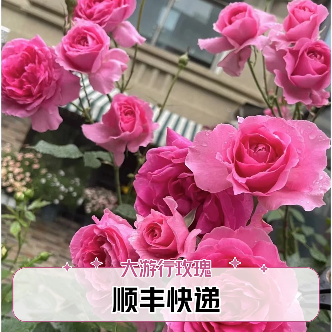 【顺丰包邮】大U行爬藤月季花期多季节重复开花大花品种浓香型
