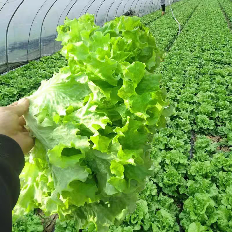 salat yapriki uruku 生菜种子5克