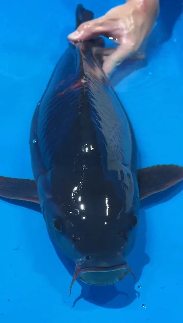 锦鲤佛山金隆锦鲤直播专用闪购链接