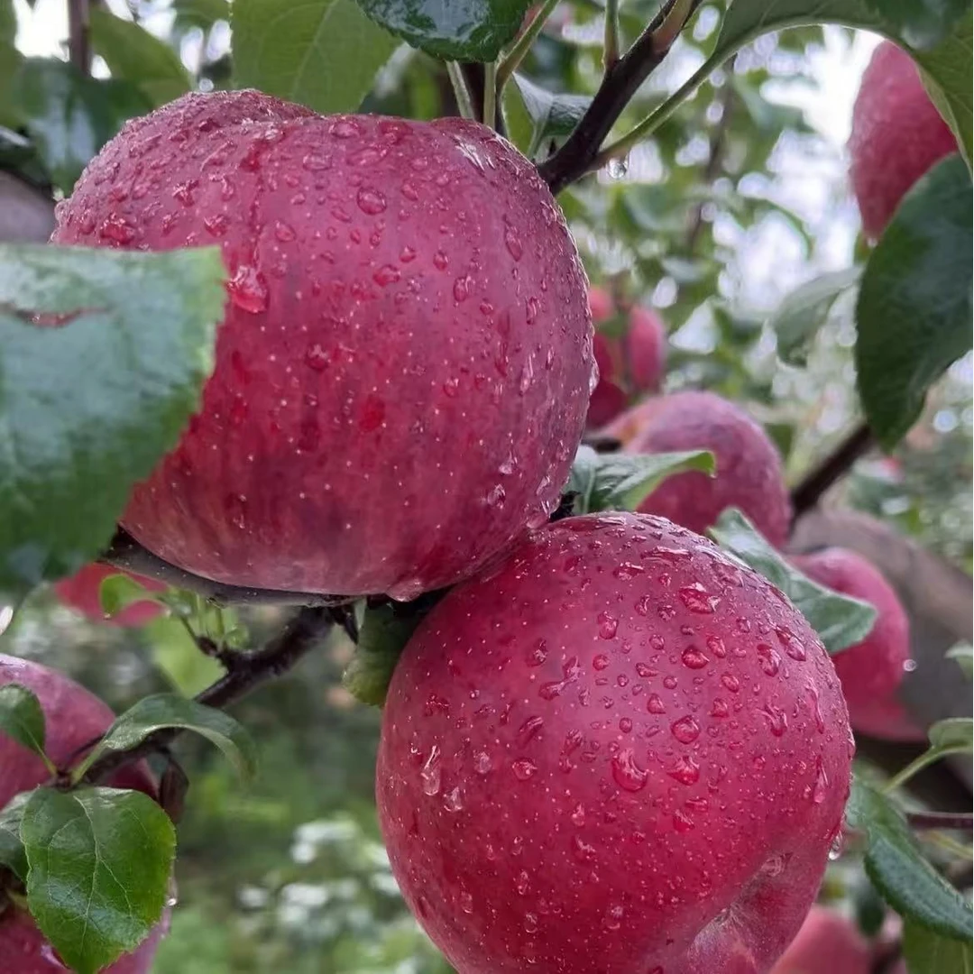 正宗云南昭通新世纪苹果脆甜多汁新鲜