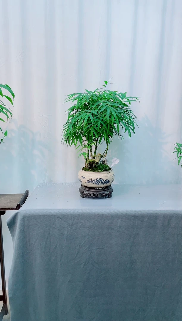 无花朵竹竹子盆景盆栽