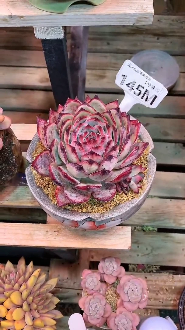 【闪购商品】145MMM