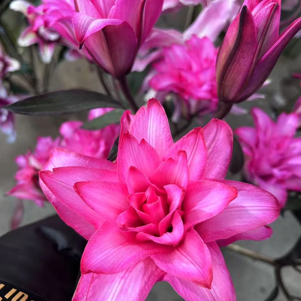 AA三头【玫瑰夫人】重瓣百合 橘子柠檬清香 夏天小清新 玫红色