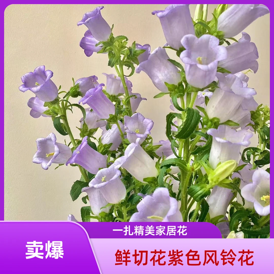 鲜切花居家花紫色风铃花一扎