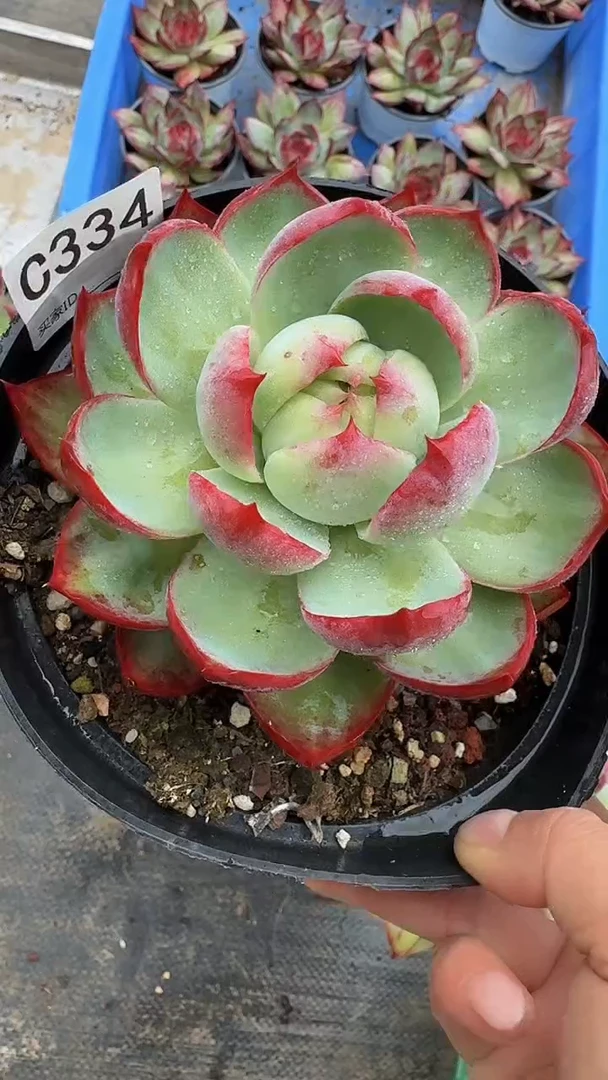 C334惊鸿仙子（裸根发货）