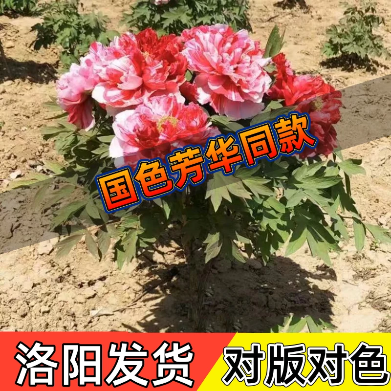 【国色芳华】岛锦正宗洛阳重瓣观赏牡丹原盆原土带花苞盆栽好养浓香