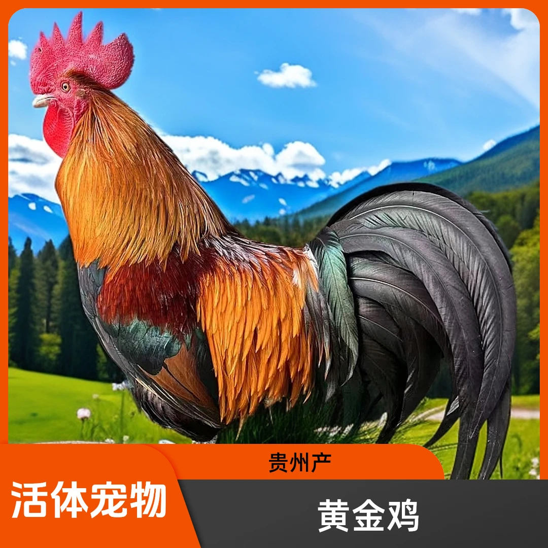 《活体》贵州黄金五彩宠物鸡观赏鸡