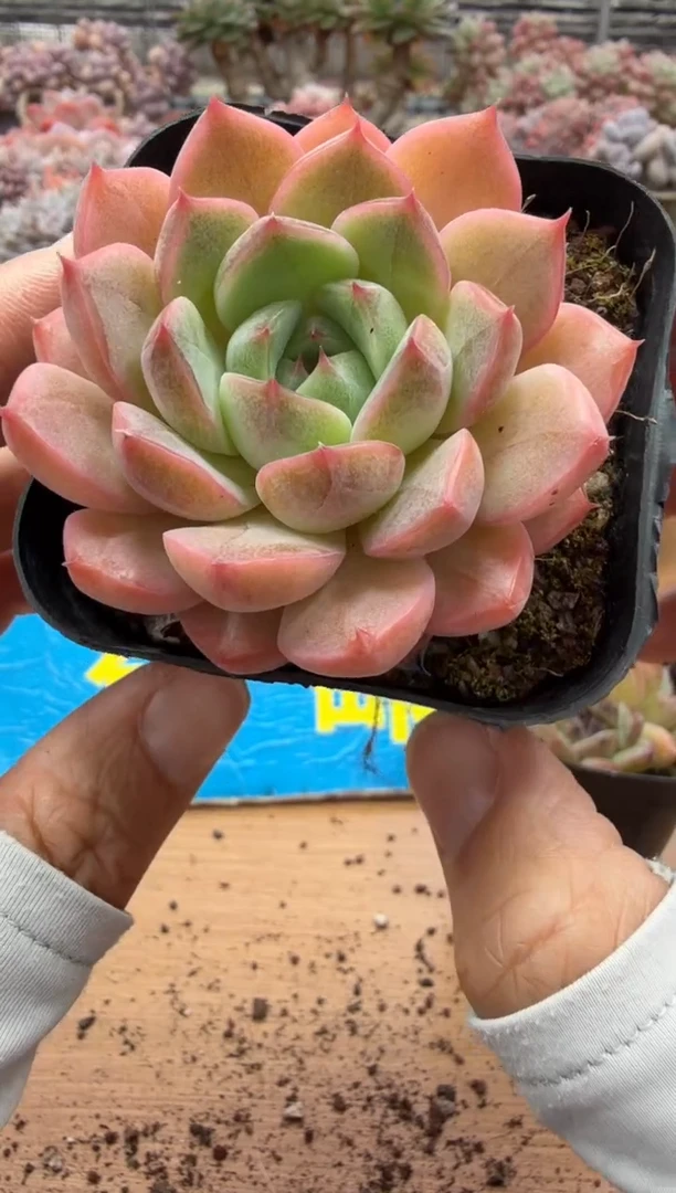 东云多肉园二店-370