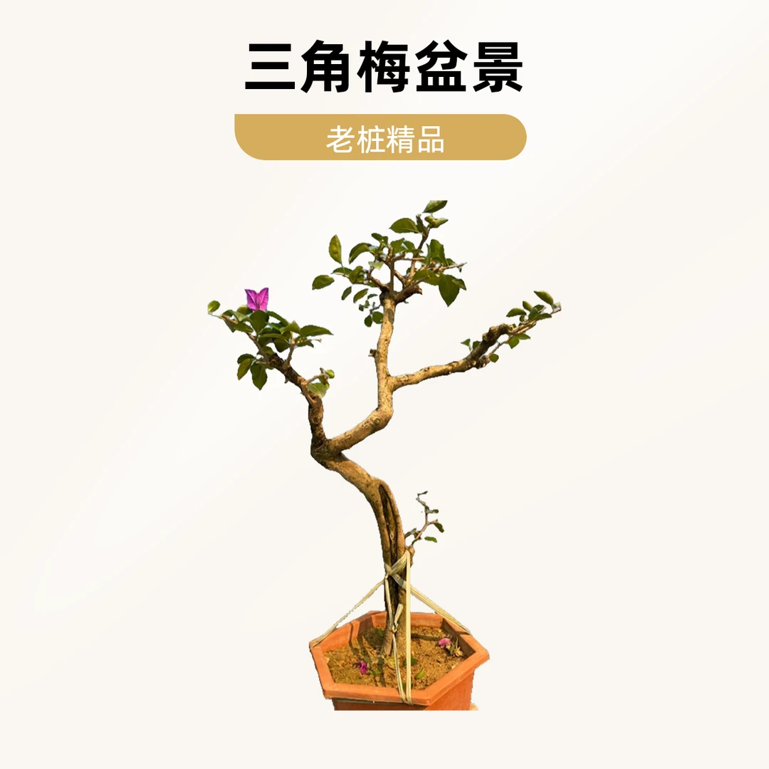 （一物一拍）老桩三角梅小盆景老桩盆景绿植绿植盆栽三角梅盆景