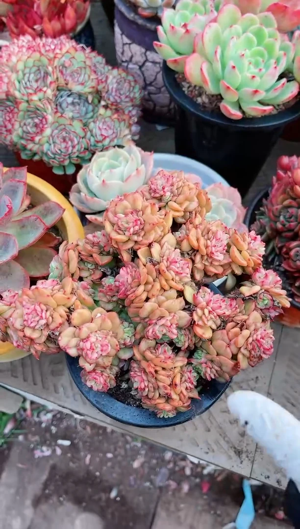 【闪购商品】20123