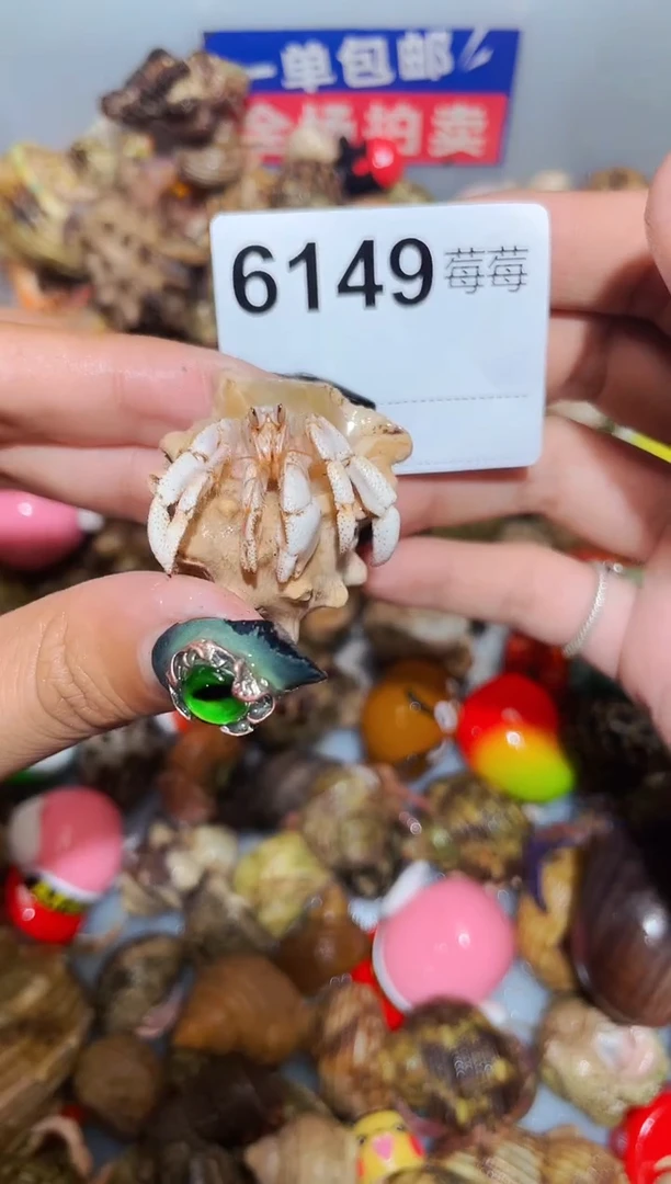 陌派甄选寄居蟹6149，马岛竹节1.3口