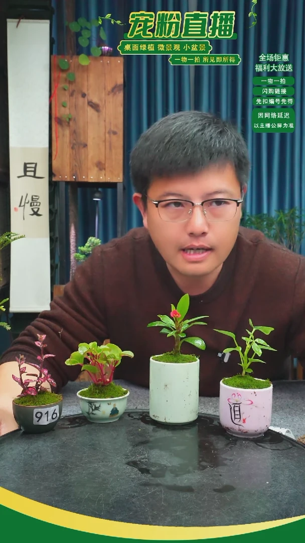 无花朵苏****)苔藓微景观916号