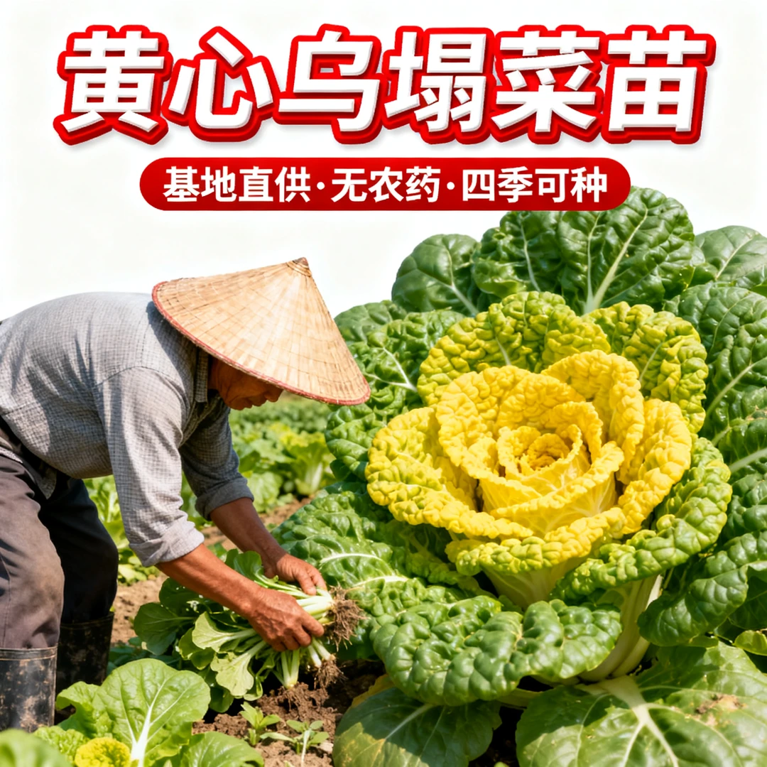 耐寒耐冻高钙乌塌菜菜苗带土发货秋冬可栽种小叶大叶黄心乌塌菜苗