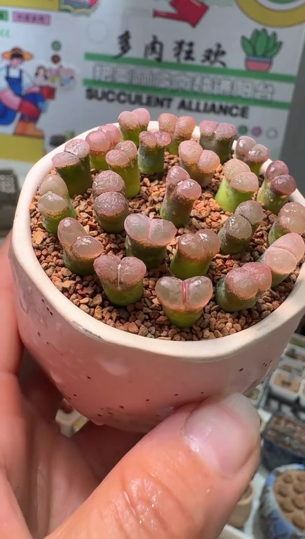 221多肉植物肉锥小林浩001一颗有点热气泡