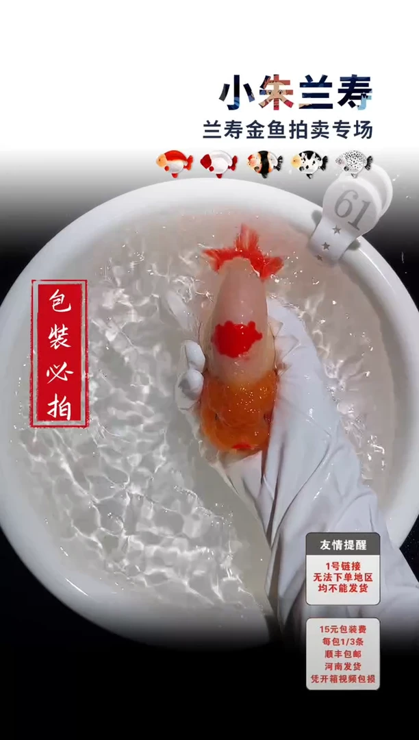 金鱼包装必拍未拍顺丰到付61号