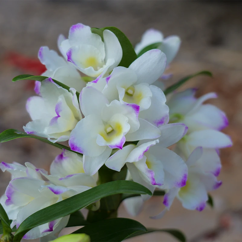 五花条【甜心公主】春石斛兰无花基地带盆直发 好养活 花期长