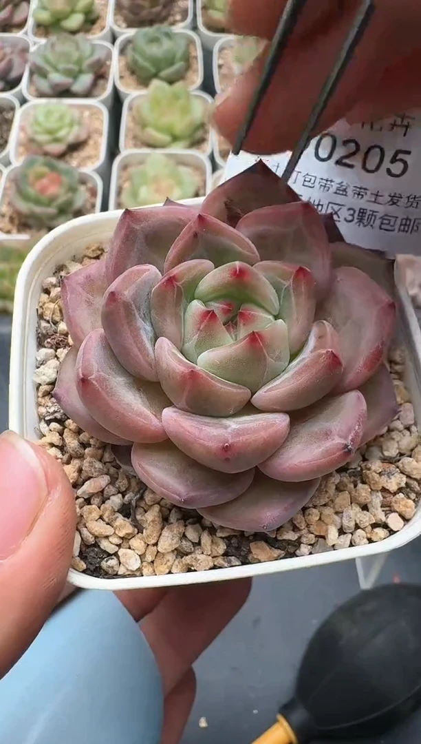 205D云禹多肉植物 带盆土纸巾打包 3颗包邮