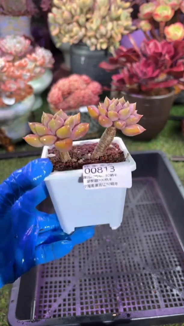 【闪购商品】00813