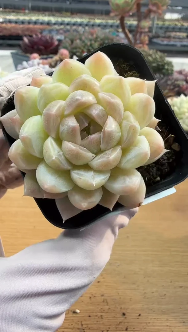 东云多肉园二店-257