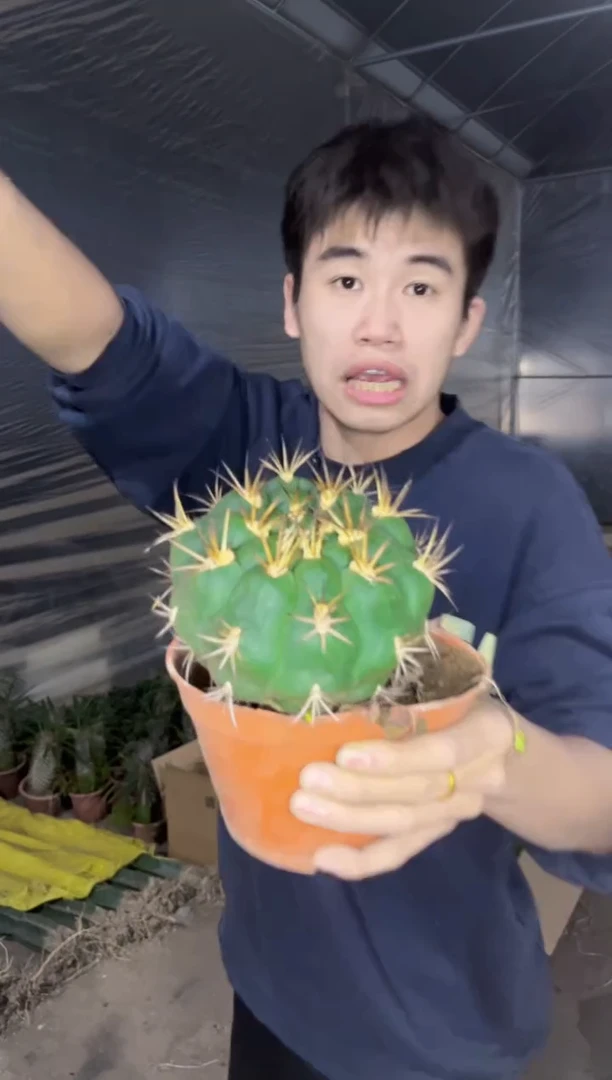 【闪购商品】7-10cm 天紫玉