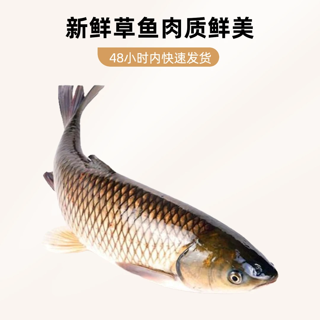【东胜同城】草鱼（约3-3.5斤）