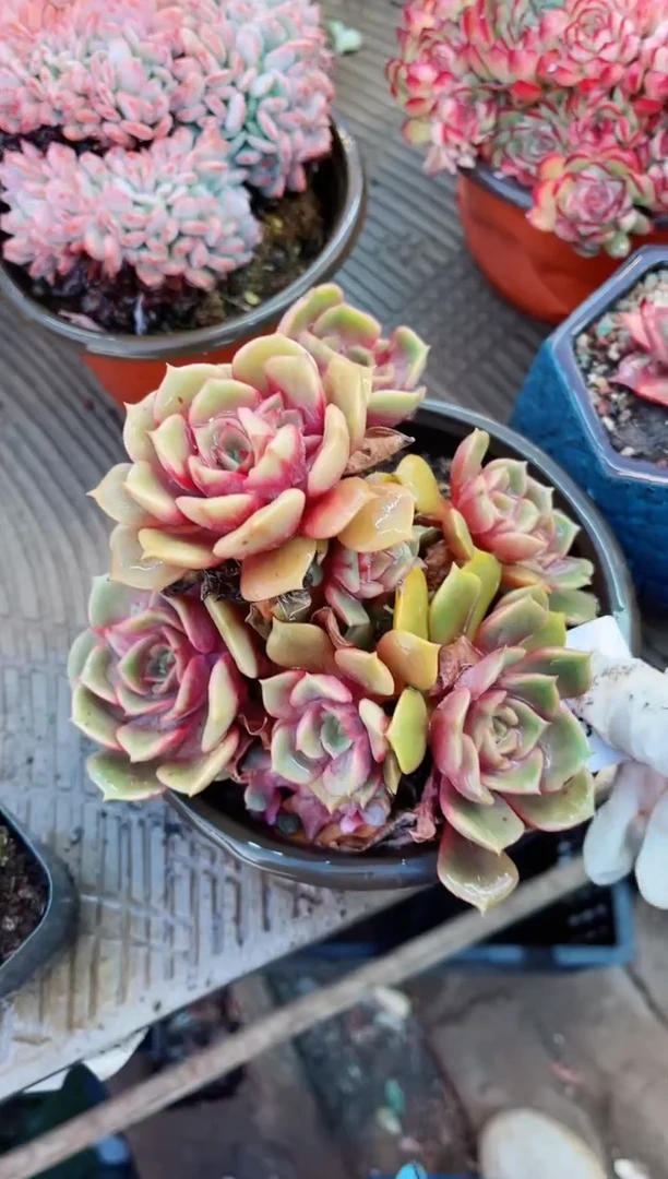 【闪购商品】10095