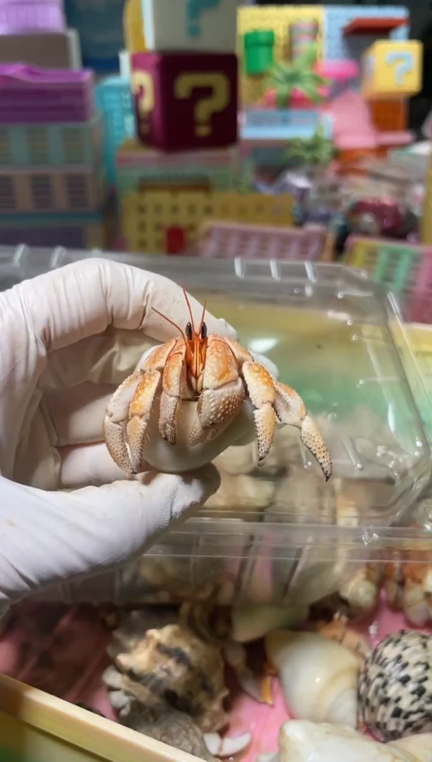 紫*村陌派有钳寄居蟹4103