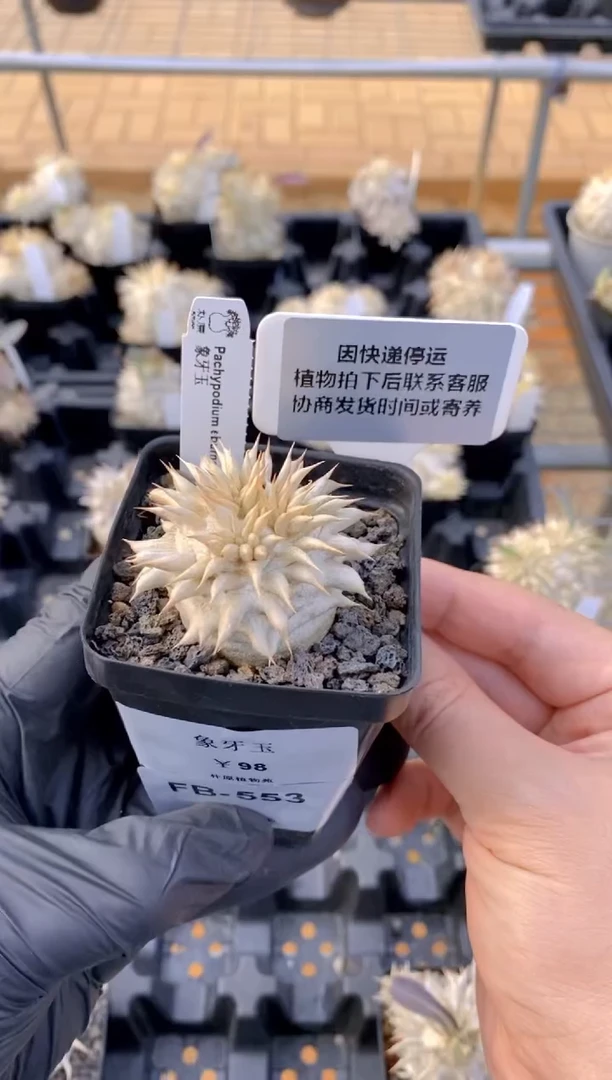 【闪购商品】象牙玉FB-553