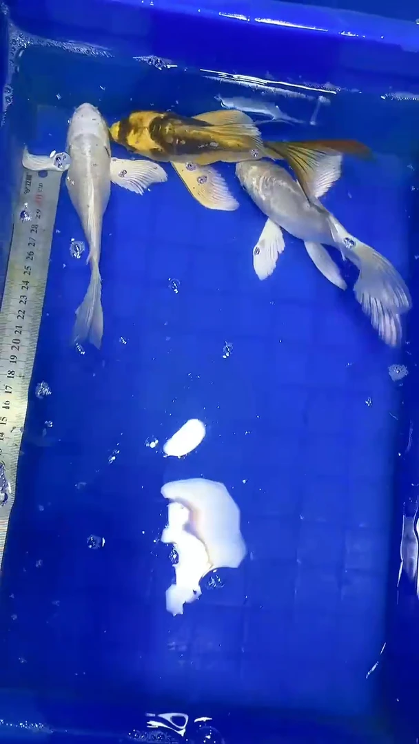 蝴蝶鲤蝴蝶鲤直播选鱼专用链接