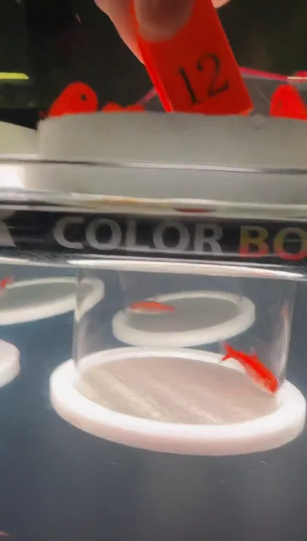 灯科鱼大*.24-12 白金红月 4厘米左右 1条不包黑点