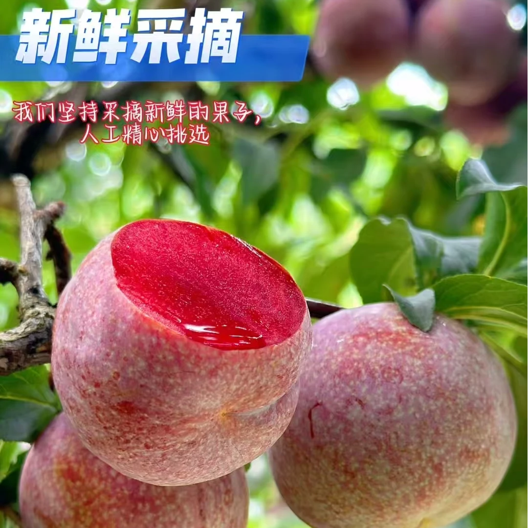 银妃【三华李】正宗广东信宜钱排银妃三华李应季水果酸甜脆口