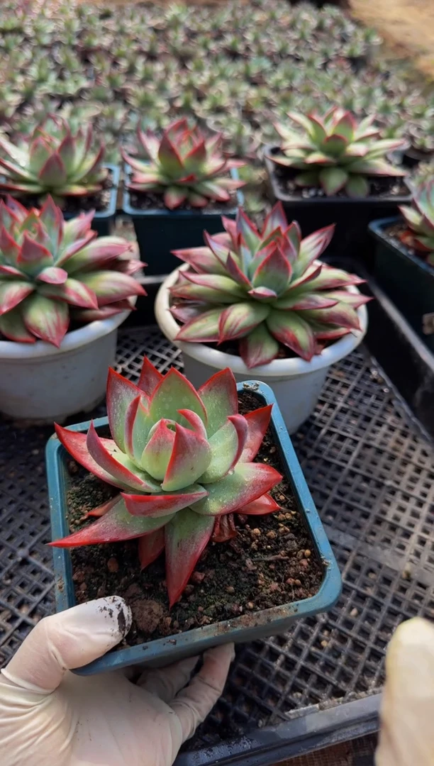 量拍惊鸿仙子参考（裸根发货）