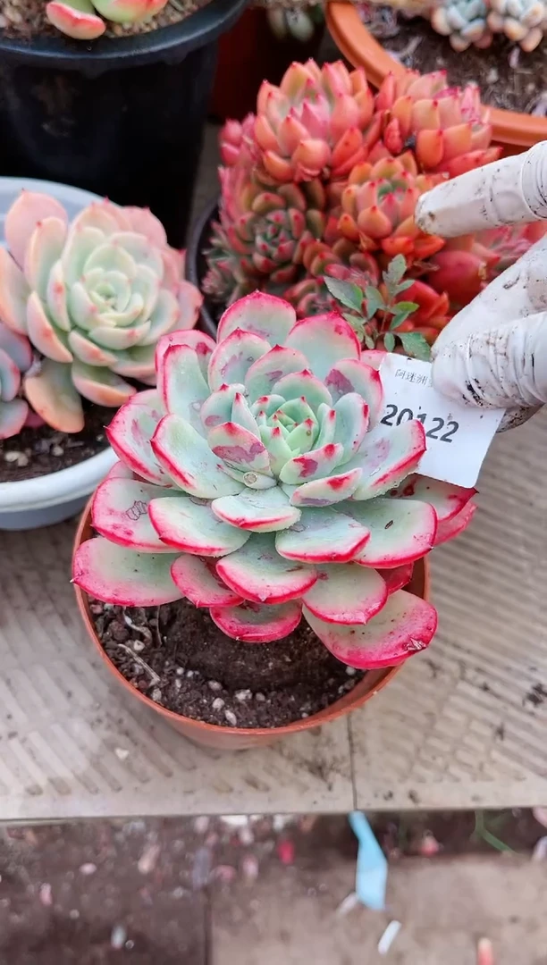 【闪购商品】20122