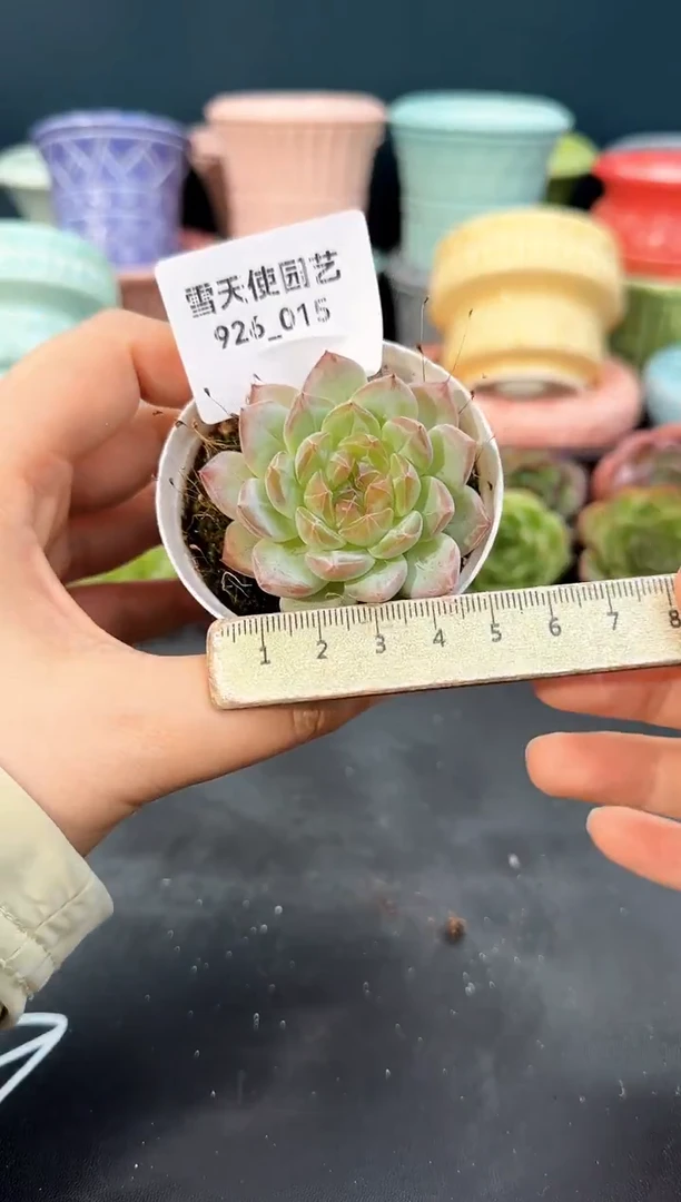 926-015青山（冠幅5cm）