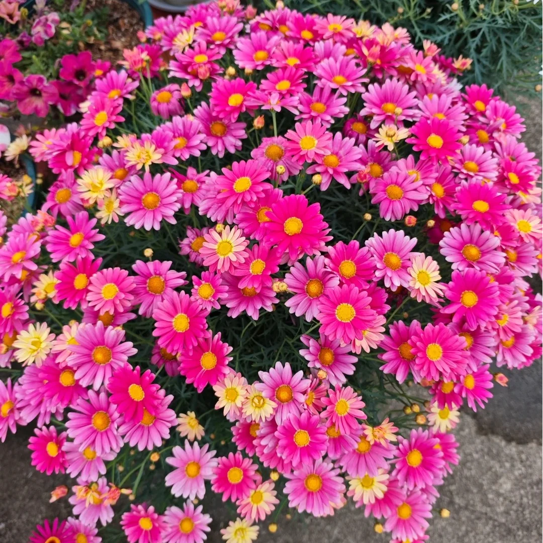 玛格丽特盆栽庭院阳台露台开花机器花期长四季开花花卉植物