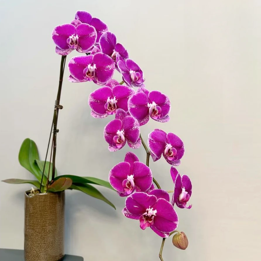 【盼盼鲜花】大财主--蝴蝶兰 鲜花两单起包邮 云南鲜花基地直发