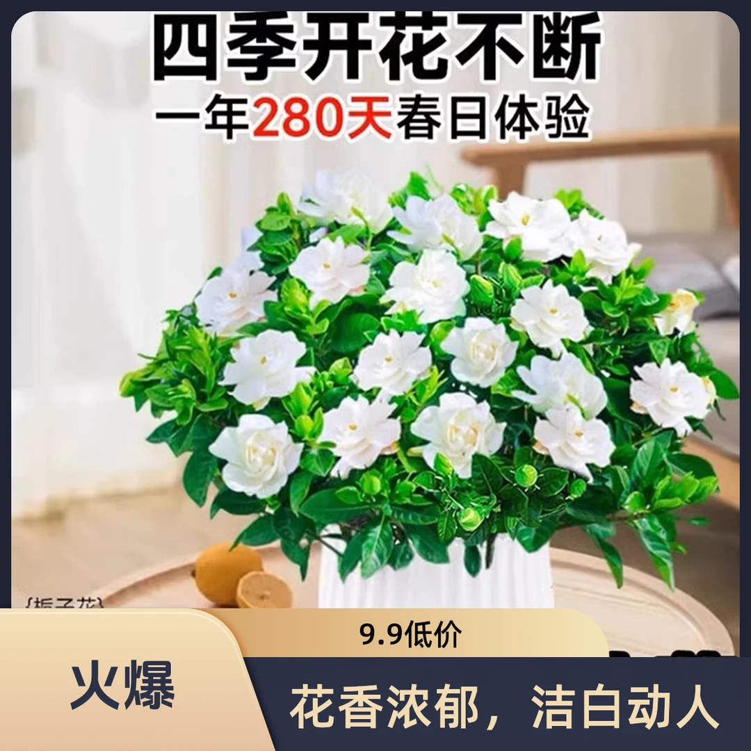 【广东夫妇专属】栀子花重瓣盆栽花卉植物室内带花苞大苗四季好养