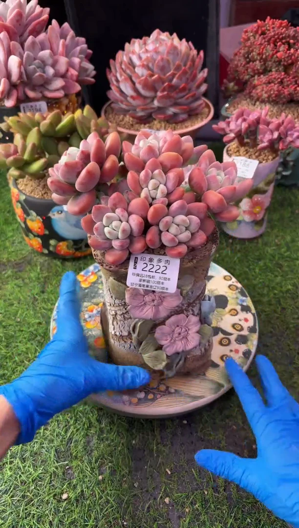 昆明印象多肉2222