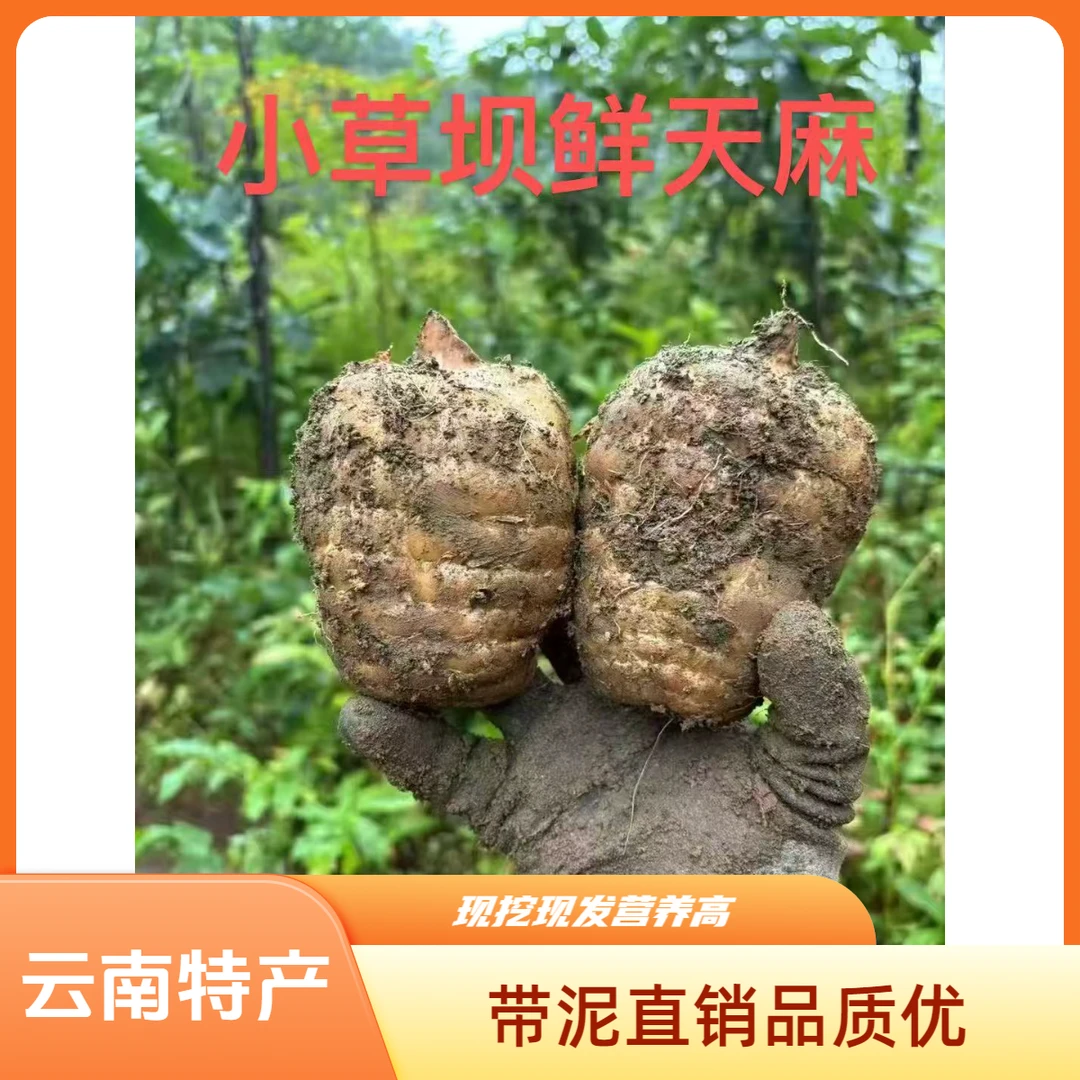 正宗云南小草坝新鲜天麻现挖现发新鲜带泥原产地直销食用炖肉炖鸡