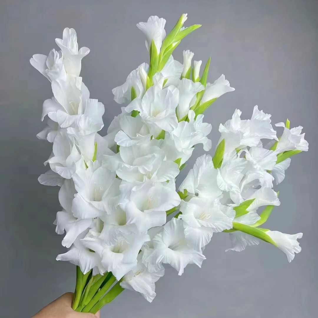 剑兰唐菖蒲新鲜采摘东北顺丰直发