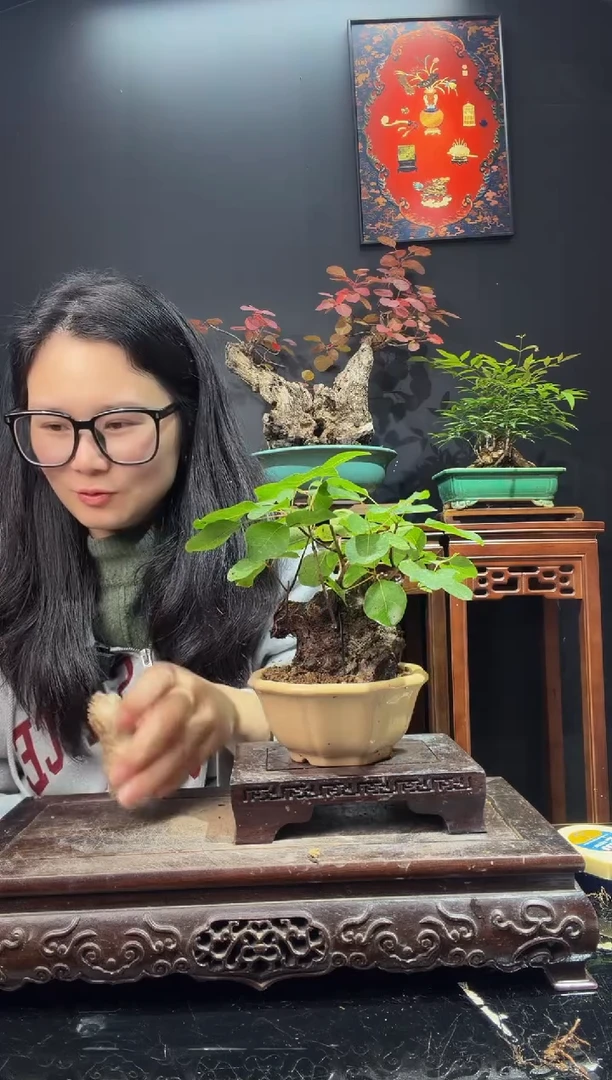 完全开放黄栌000