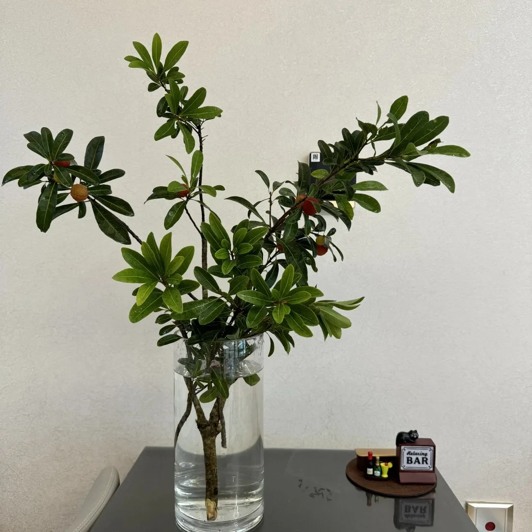 杨梅切枝 （扬眉吐气切枝）百搭摆件花束 顺丰冷链包邮